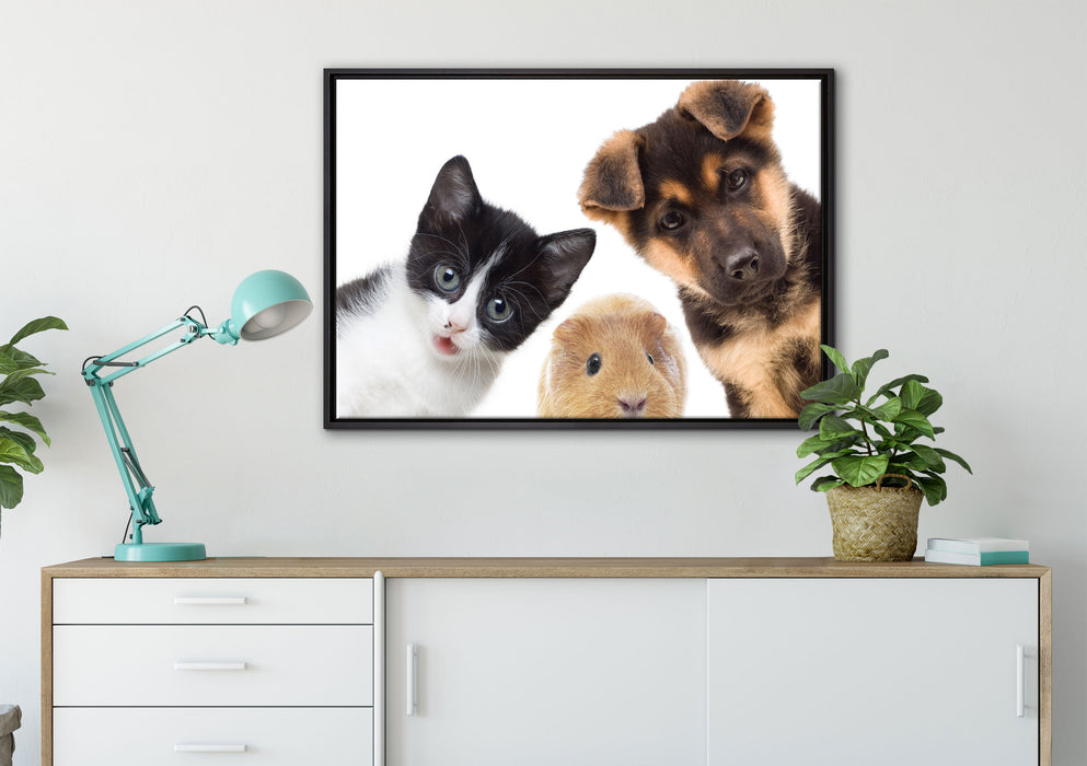 Trio Hund Katze Meerschwein auf Leinwandbild gerahmt verschiedene Größen im Wohnzimmer