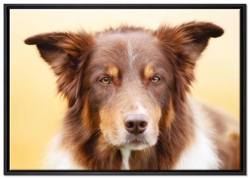 Australien Shepherd Mischling auf Leinwandbild gerahmt Größe 100x70