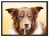 Australien Shepherd Mischling auf Leinwandbild gerahmt Größe 80x60