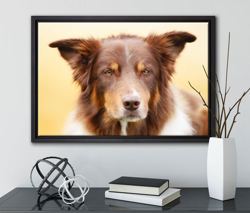 Australien Shepherd Mischling auf Leinwandbild gerahmt mit Kirschblüten