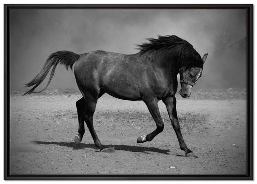 Hengst schwarz auf Leinwandbild gerahmt Größe 100x70