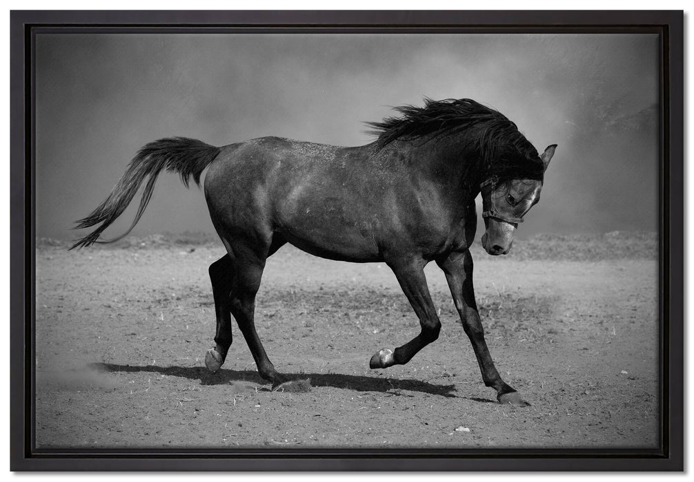 Hengst schwarz auf Leinwandbild gerahmt Größe 60x40