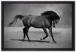 Hengst schwarz auf Leinwandbild gerahmt Größe 60x40