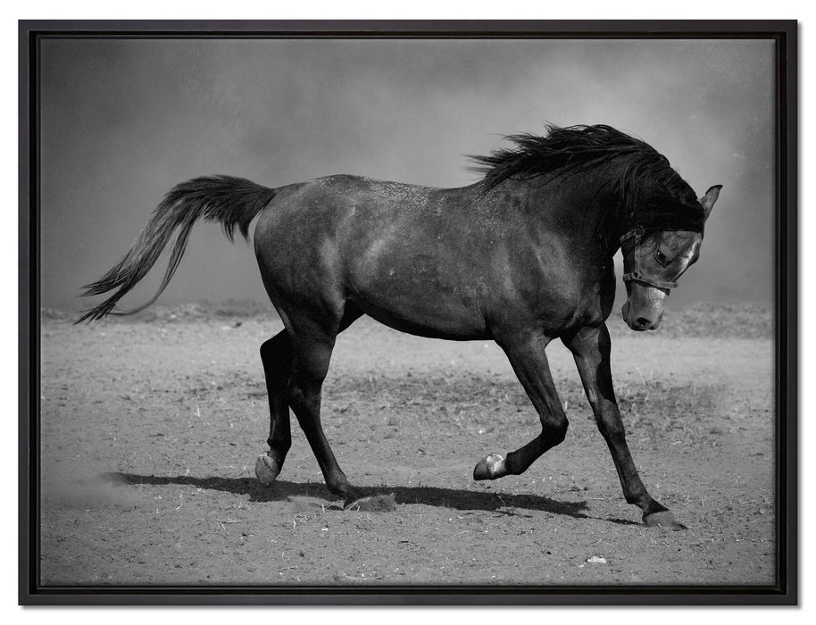 Hengst schwarz auf Leinwandbild gerahmt Größe 80x60