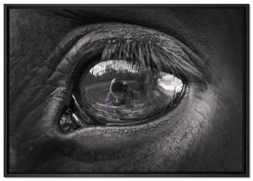 Auge schwarzer Hengst schwarz weiß auf Leinwandbild gerahmt Größe 100x70