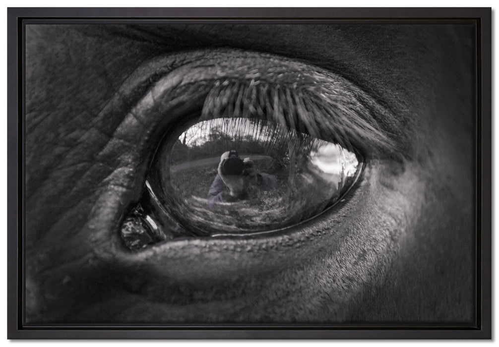 Auge schwarzer Hengst schwarz weiß auf Leinwandbild gerahmt Größe 60x40