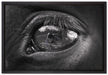 Auge schwarzer Hengst schwarz weiß auf Leinwandbild gerahmt Größe 60x40