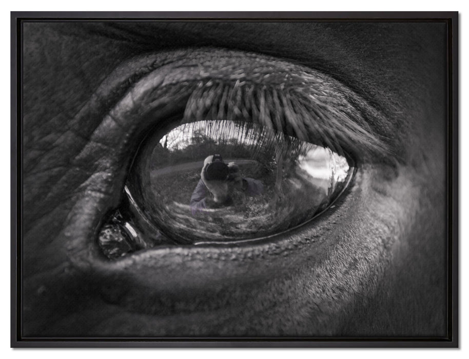 Auge schwarzer Hengst schwarz weiß auf Leinwandbild gerahmt Größe 80x60