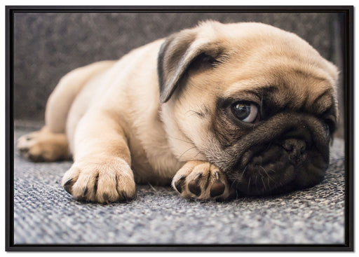 Süßer Mops auf Teppich auf Leinwandbild gerahmt Größe 100x70