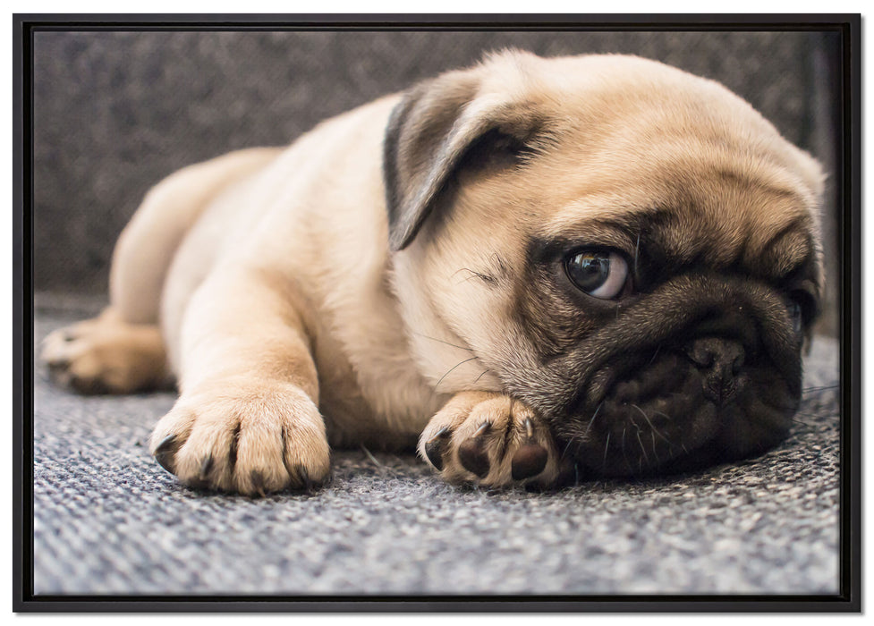 Süßer Mops auf Teppich auf Leinwandbild gerahmt Größe 100x70