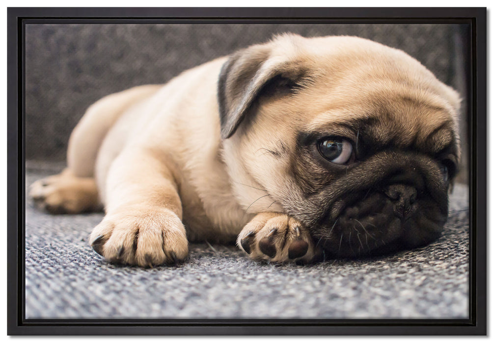 Süßer Mops auf Teppich auf Leinwandbild gerahmt Größe 60x40