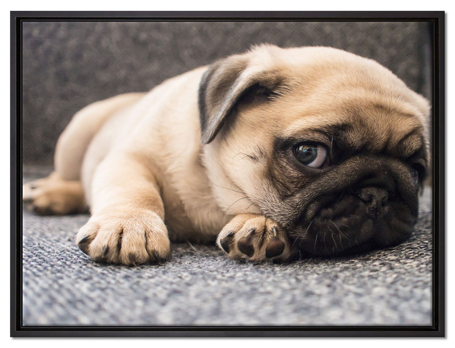 Süßer Mops auf Teppich auf Leinwandbild gerahmt Größe 80x60