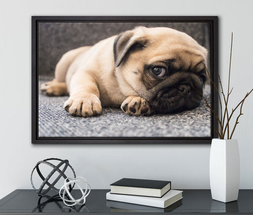Süßer Mops auf Teppich auf Leinwandbild gerahmt mit Kirschblüten