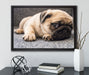 Süßer Mops auf Teppich auf Leinwandbild gerahmt mit Kirschblüten