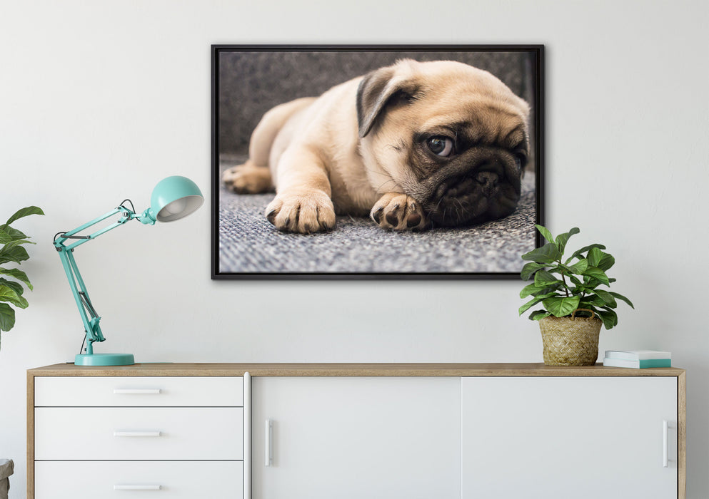 Süßer Mops auf Teppich auf Leinwandbild gerahmt verschiedene Größen im Wohnzimmer