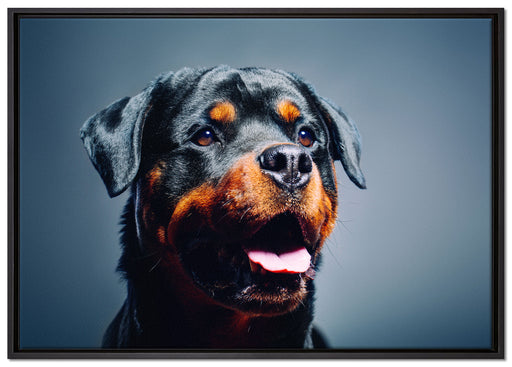 Treuer Rottweiler auf Leinwandbild gerahmt Größe 100x70