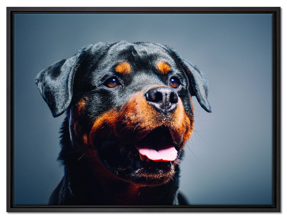 Treuer Rottweiler auf Leinwandbild gerahmt Größe 80x60
