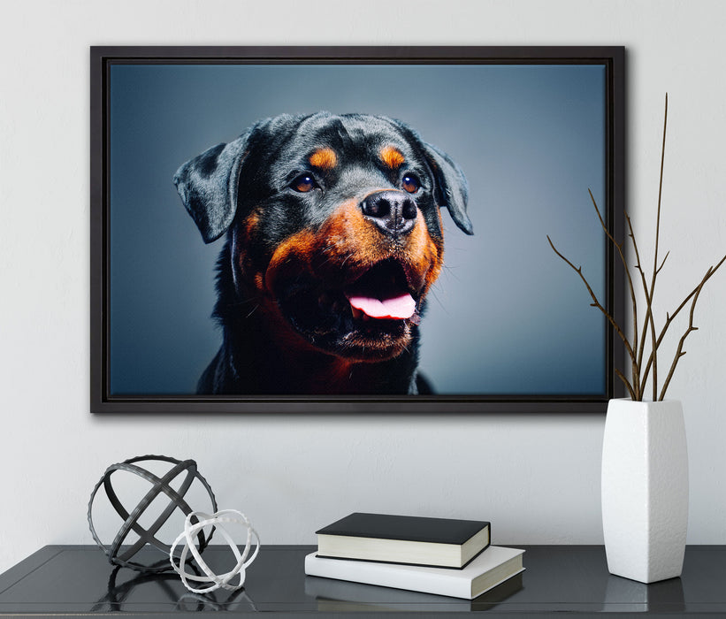 Treuer Rottweiler auf Leinwandbild gerahmt mit Kirschblüten