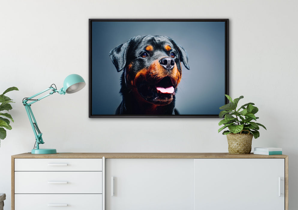 Treuer Rottweiler auf Leinwandbild gerahmt verschiedene Größen im Wohnzimmer
