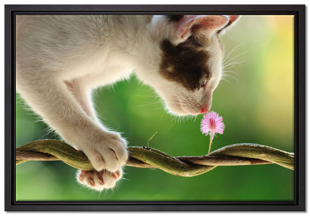 Süßes Kätzchen mit Blüte auf Leinwandbild gerahmt Größe 60x40