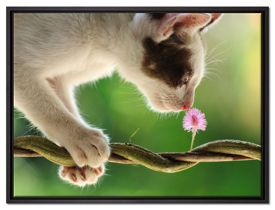 Süßes Kätzchen mit Blüte auf Leinwandbild gerahmt Größe 80x60