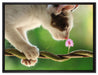 Süßes Kätzchen mit Blüte auf Leinwandbild gerahmt Größe 80x60