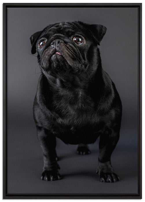 Süßer schwarzer Mops auf Leinwandbild gerahmt Größe 100x70
