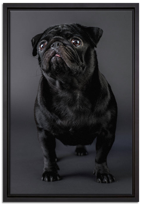 Süßer schwarzer Mops auf Leinwandbild gerahmt Größe 60x40