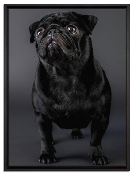 Süßer schwarzer Mops auf Leinwandbild gerahmt Größe 80x60