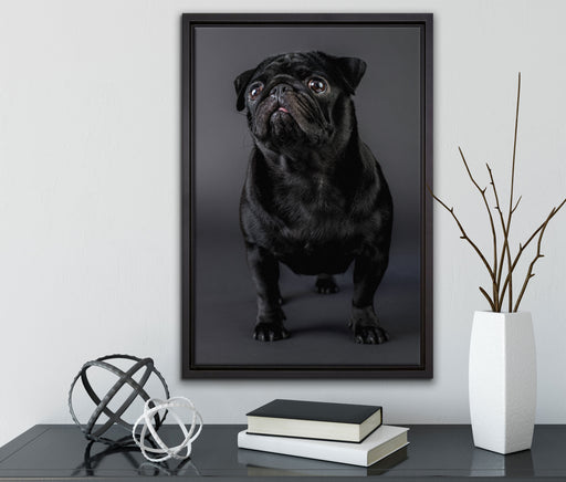 Süßer schwarzer Mops auf Leinwandbild gerahmt mit Kirschblüten