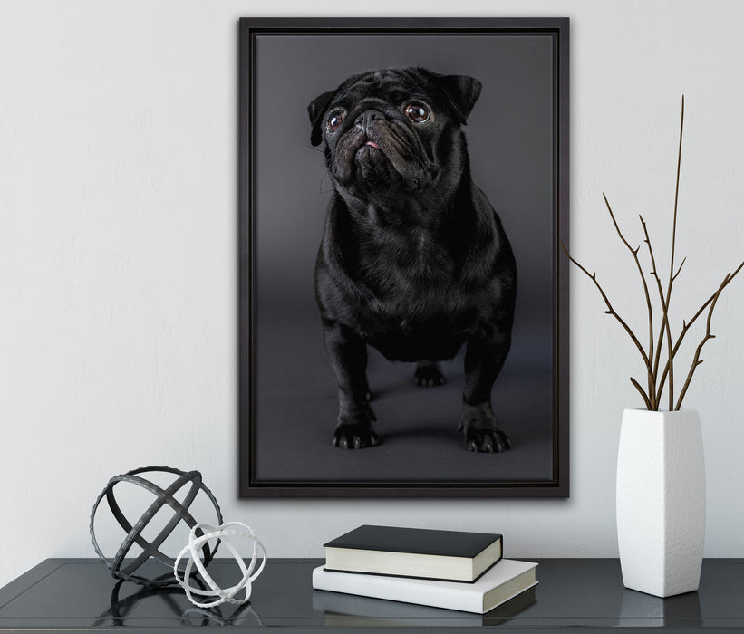 Süßer schwarzer Mops auf Leinwandbild gerahmt mit Kirschblüten