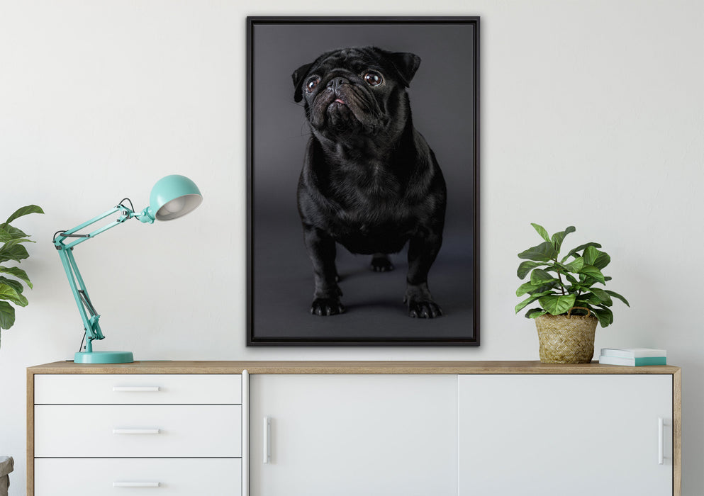 Süßer schwarzer Mops auf Leinwandbild gerahmt verschiedene Größen im Wohnzimmer