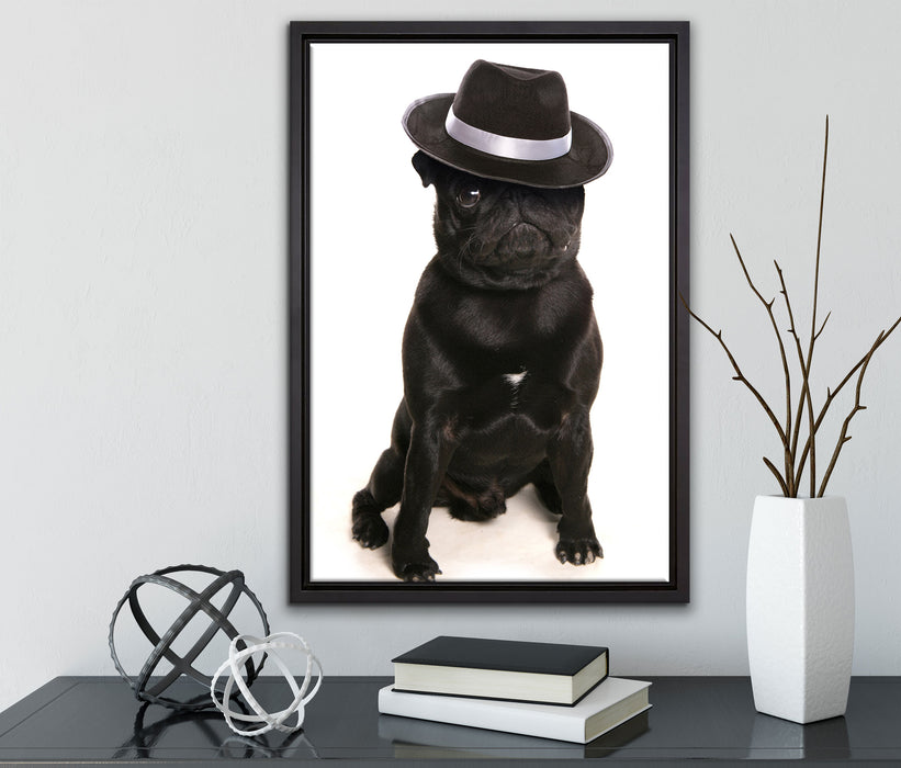 Mops mit Mafia Hut auf Leinwandbild gerahmt mit Kirschblüten