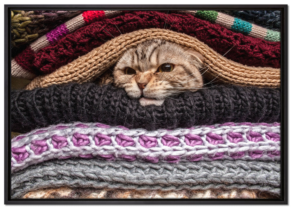Katzen zwischen Pullovern auf Leinwandbild gerahmt Größe 100x70