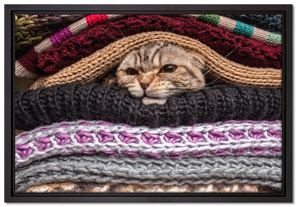 Katzen zwischen Pullovern auf Leinwandbild gerahmt Größe 60x40