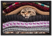 Katzen zwischen Pullovern auf Leinwandbild gerahmt Größe 60x40