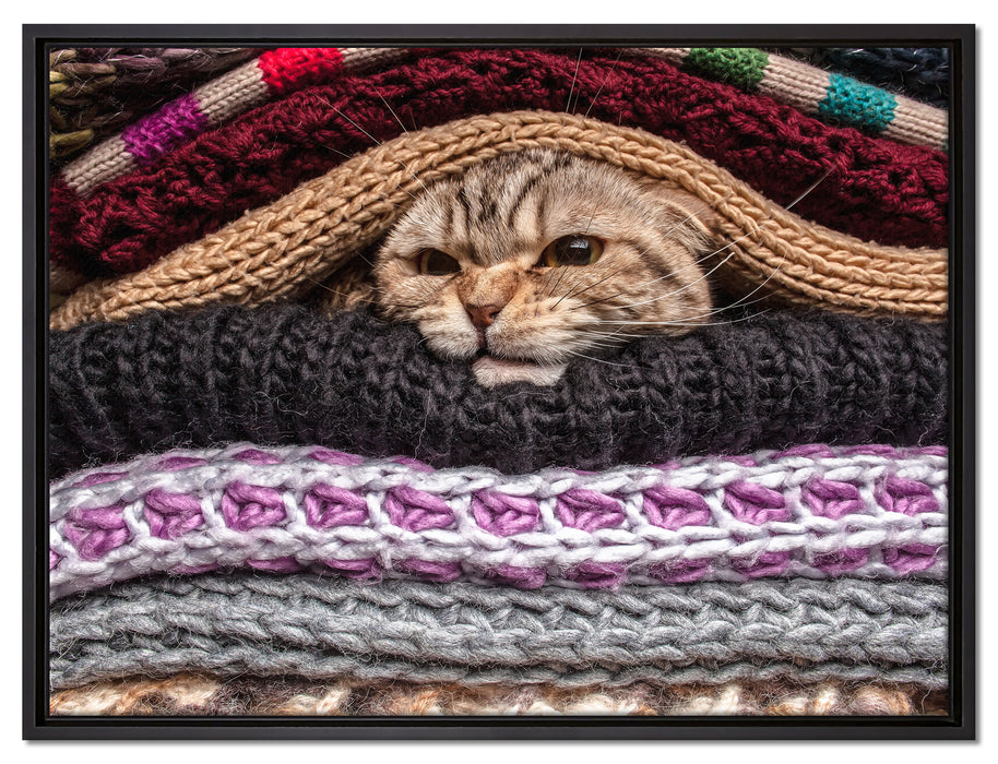 Katzen zwischen Pullovern auf Leinwandbild gerahmt Größe 80x60