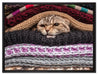 Katzen zwischen Pullovern auf Leinwandbild gerahmt Größe 80x60