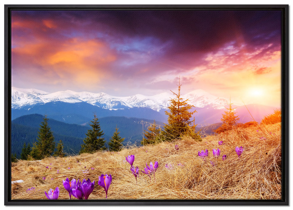 Krokusse auf Hochalmwiese in Alpen auf Leinwandbild gerahmt Größe 100x70