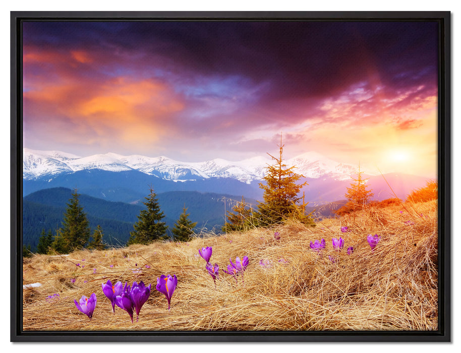Krokusse auf Hochalmwiese in Alpen auf Leinwandbild gerahmt Größe 80x60