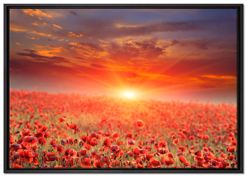 Mohnblütenfeld bei Sonnenuntergang auf Leinwandbild gerahmt Größe 100x70