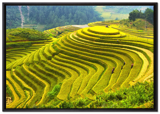 Reisplantagen Treppenfelder auf Leinwandbild gerahmt Größe 100x70