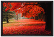 Rot gefärbter Park im Herbst auf Leinwandbild gerahmt Größe 60x40