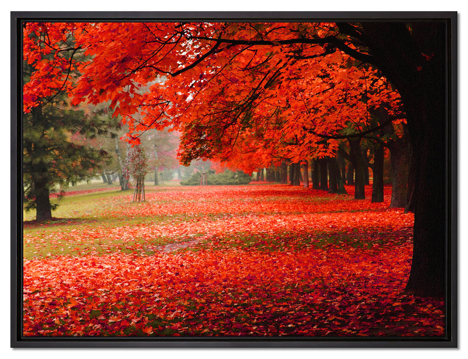 Rot gefärbter Park im Herbst auf Leinwandbild gerahmt Größe 80x60