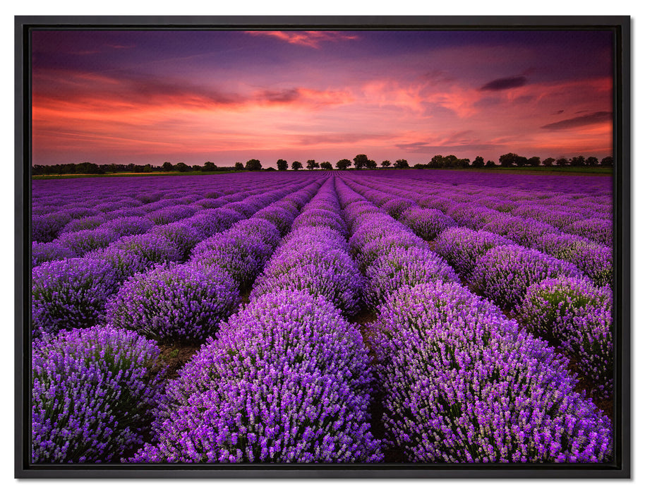 Wunderschöne Lavendel Provence auf Leinwandbild gerahmt Größe 80x60