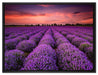 Wunderschöne Lavendel Provence auf Leinwandbild gerahmt Größe 80x60