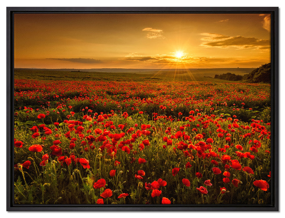 Mohnblütenfeld bei Sonnenuntergang auf Leinwandbild gerahmt Größe 80x60