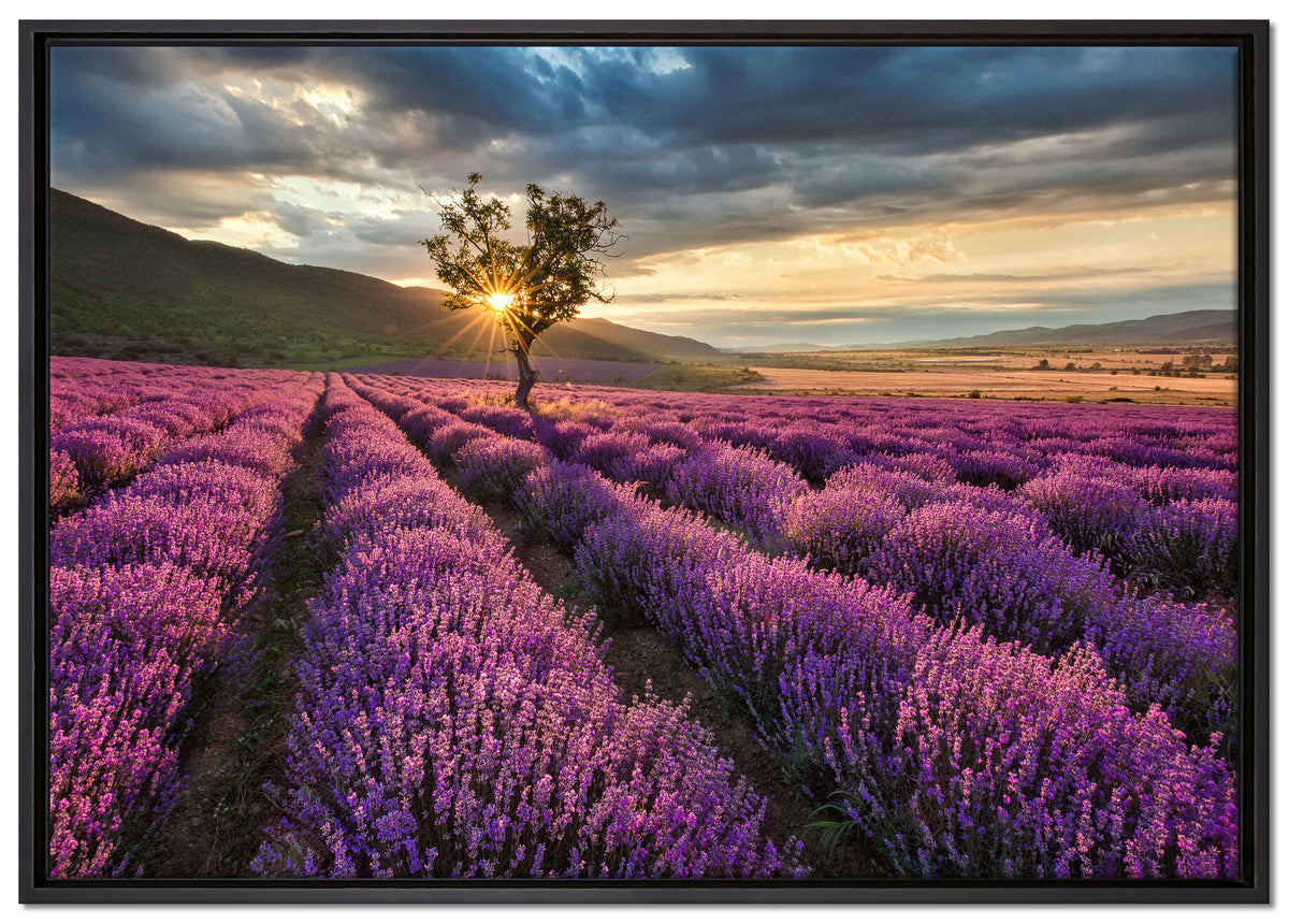 Lavendel Provence mit Baum, mit Bilderrahmen— Leinwandbild