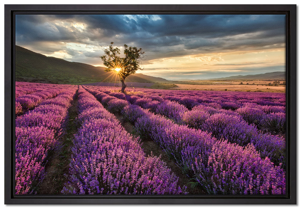 Lavendel Provence mit Baum auf Leinwandbild gerahmt Größe 60x40