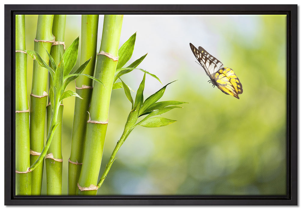 Bambus mit Schmetterling auf Leinwandbild gerahmt Größe 60x40